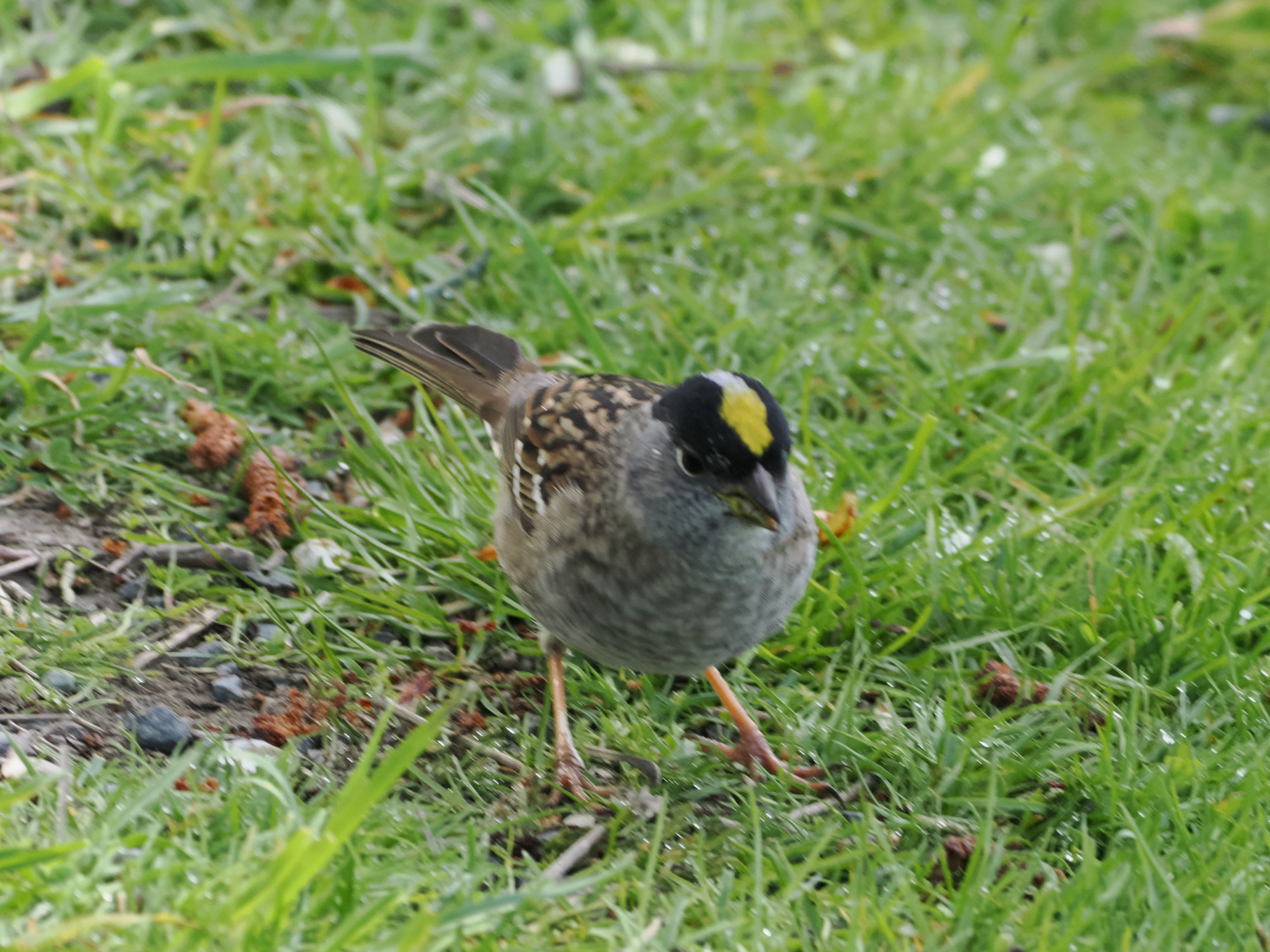 Zonotrichia atricapilla
