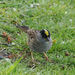 Golden-crowned Sparrow