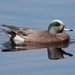 American Wigeon