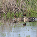 Northern Pintail