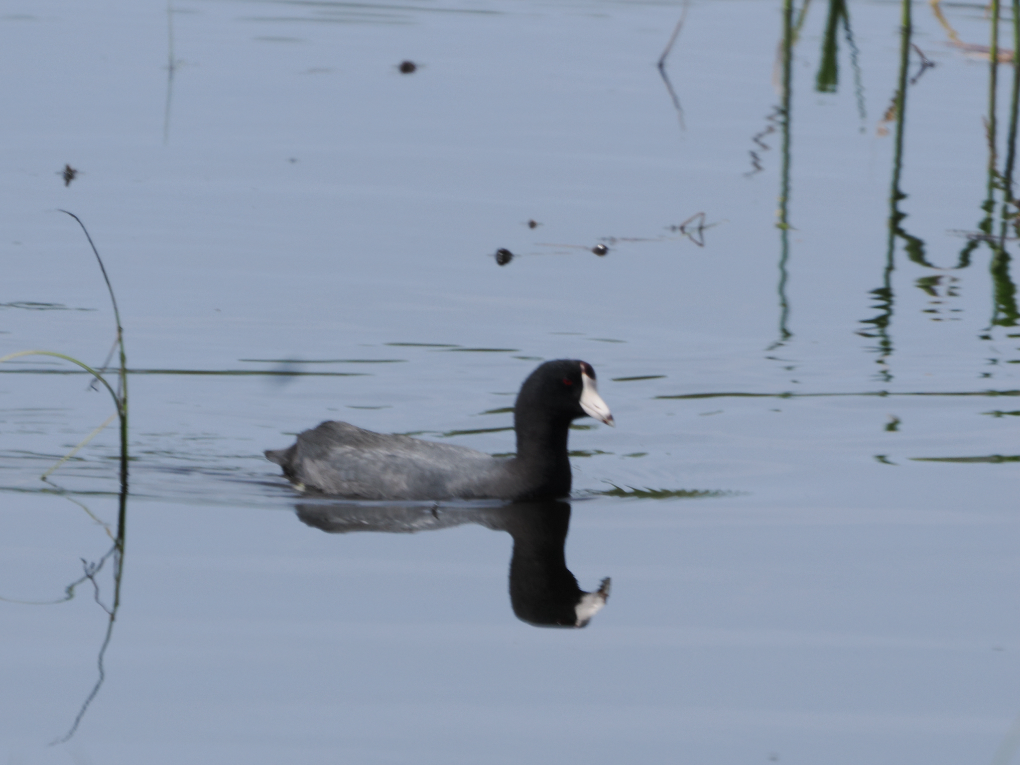 Fulica americana