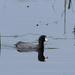 American Coot