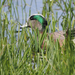 American Wigeon