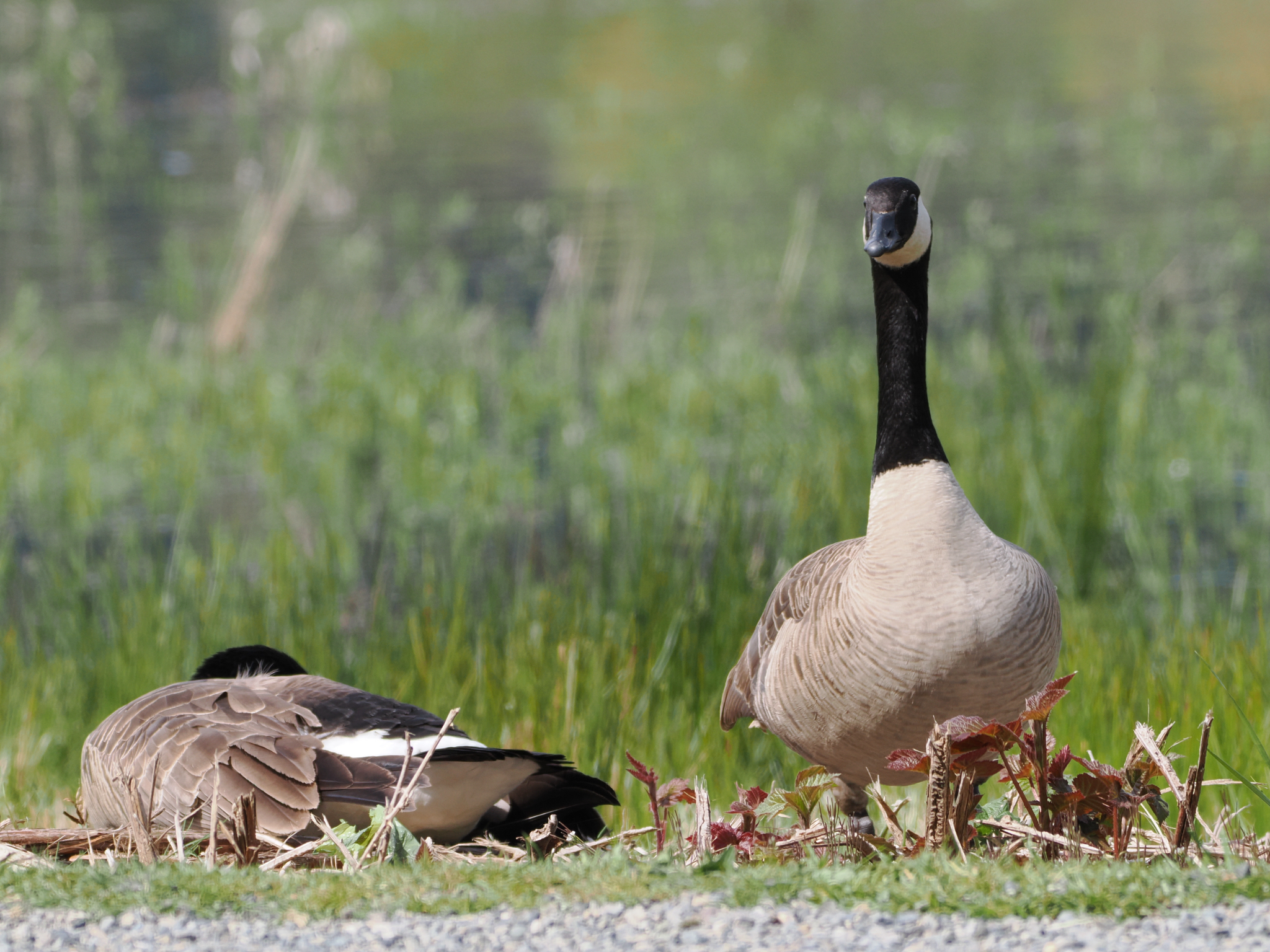 Branta canadensis