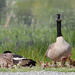 Canada Goose