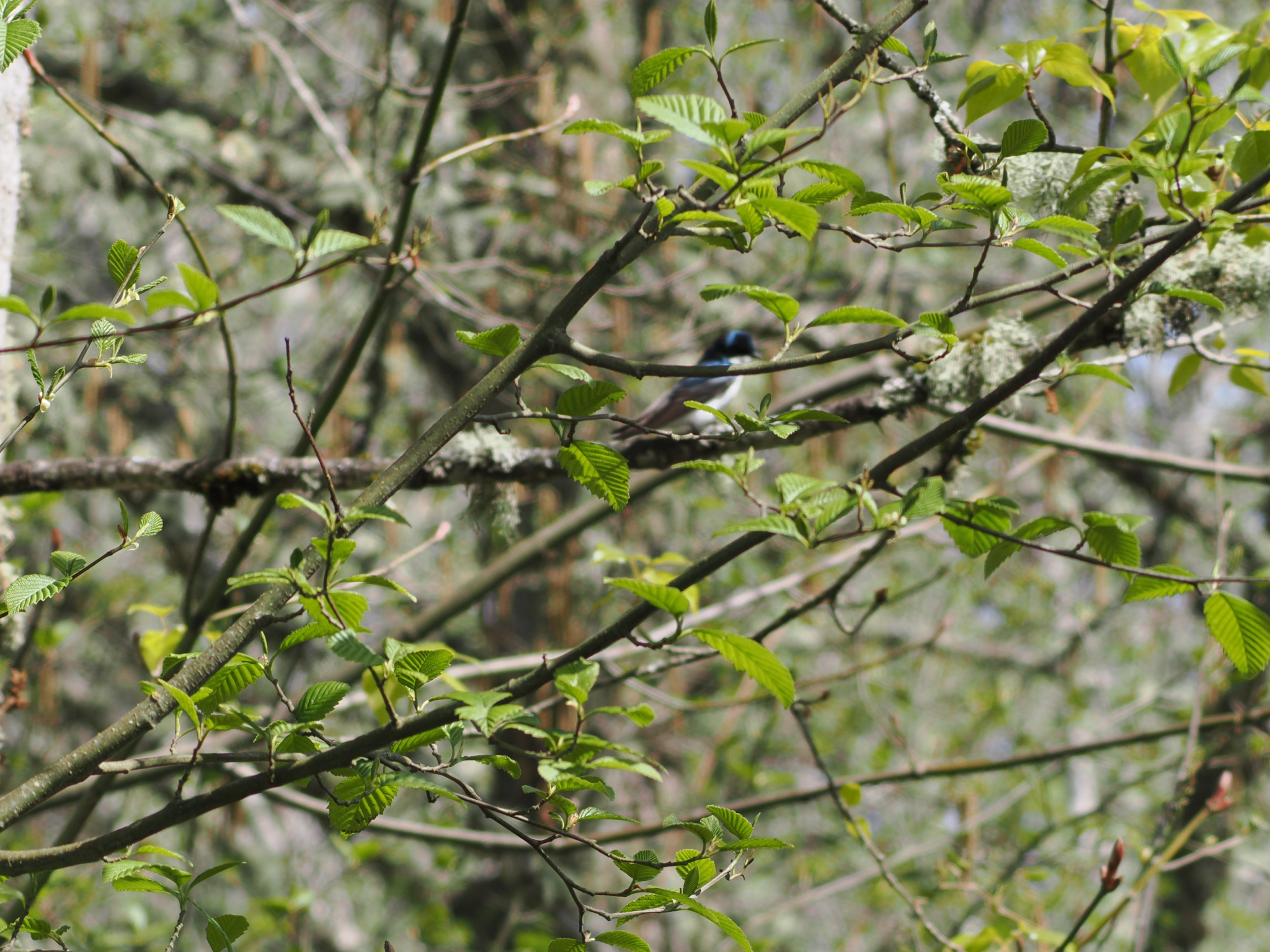 Tachycineta bicolor