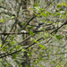 Tree Swallow