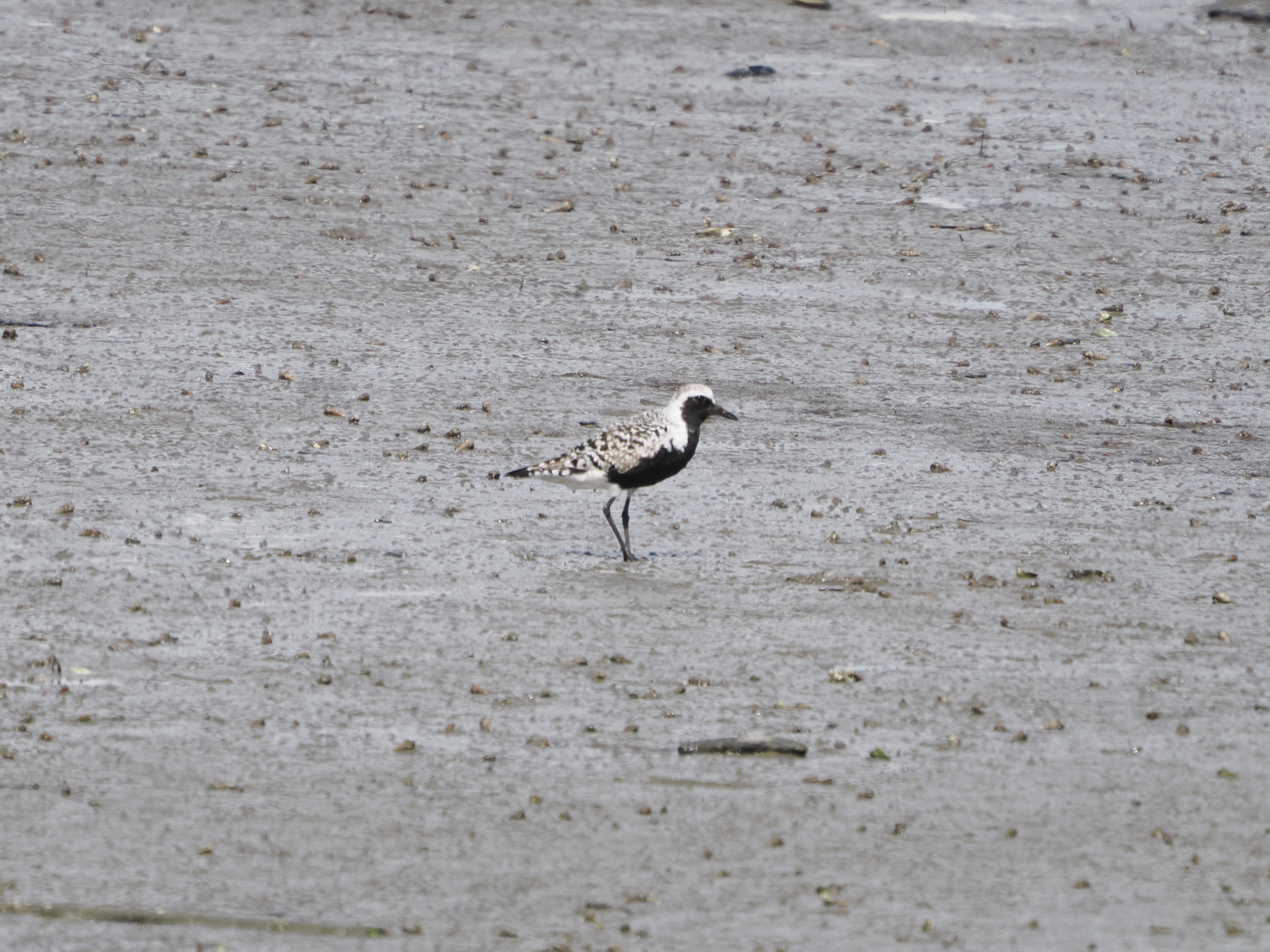 Pluvialis squatarola