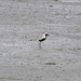 Black-bellied Plover