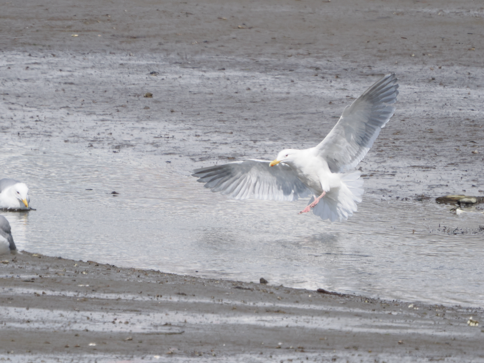 Larus glaucescens