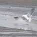 Glaucous-winged Gull