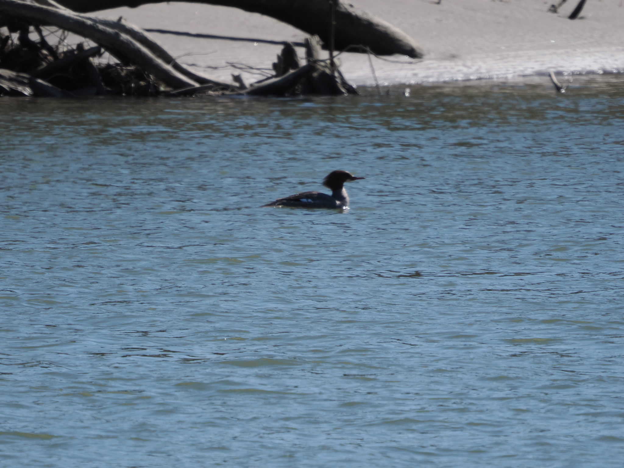 Mergus merganser