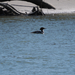 Common Merganser