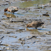 Green-winged Teal