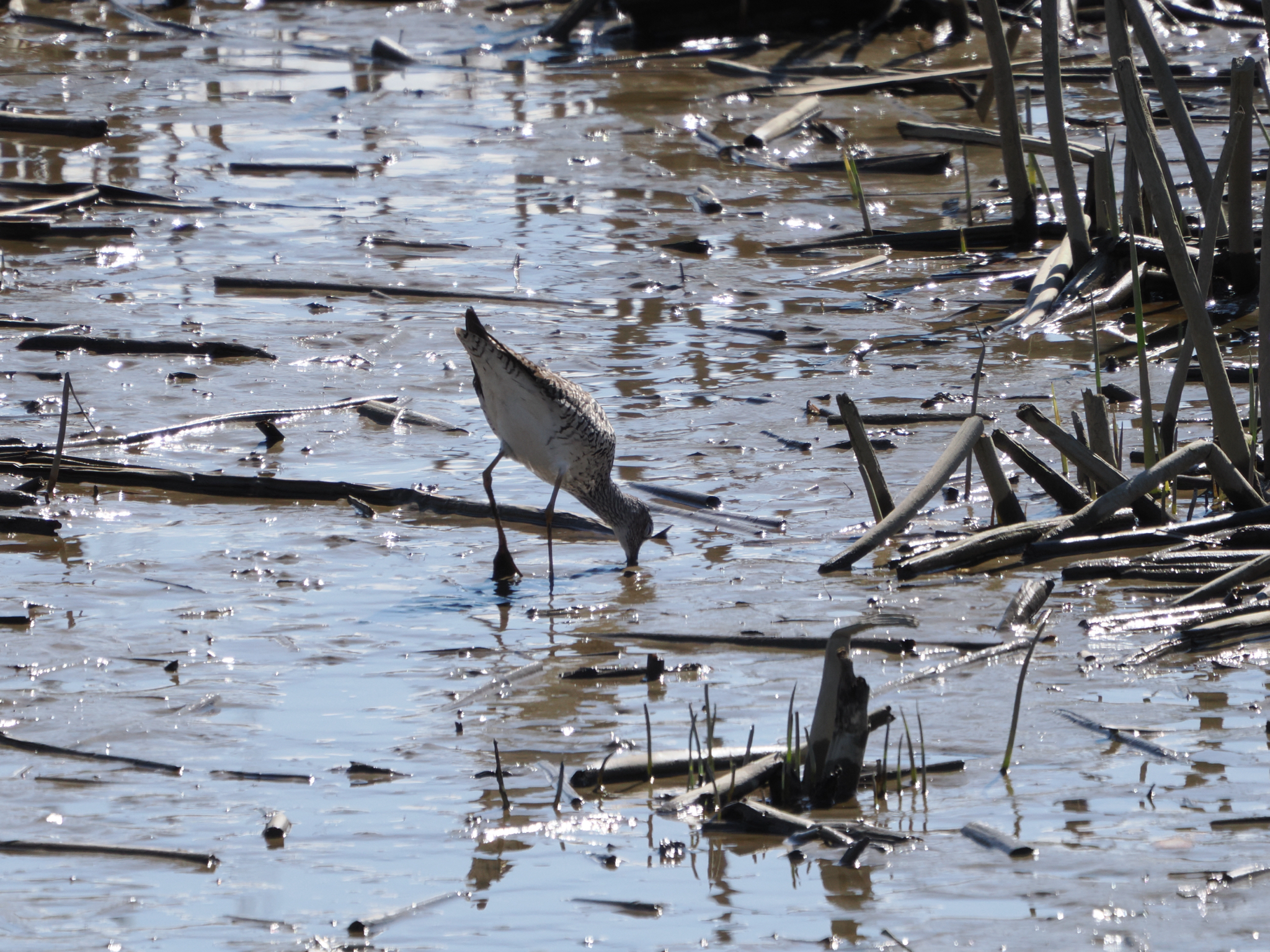 Tringa melanoleuca