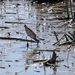 Greater Yellowlegs