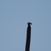 Tree Swallow