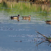 Wood Duck
