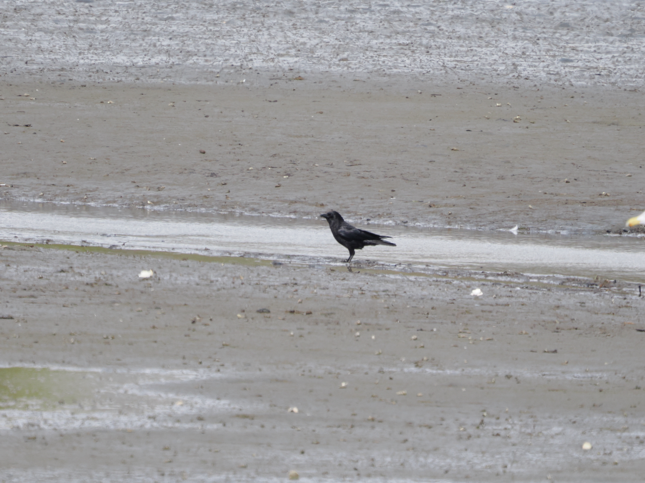 Corvus brachyrhynchos