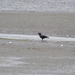American Crow