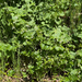 coastal manroot