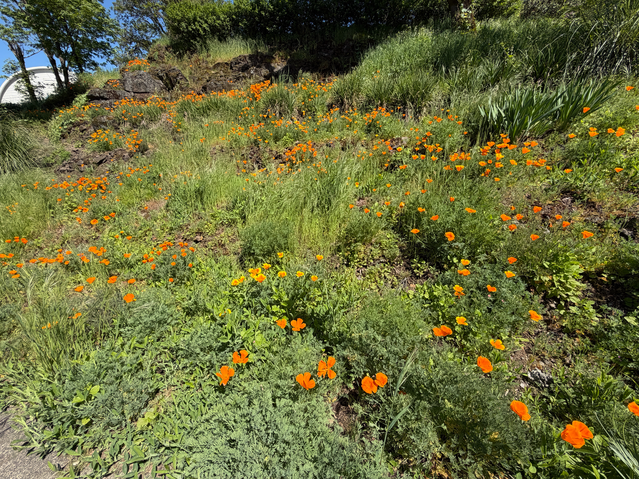 Eschscholzia californica