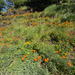 California poppy
