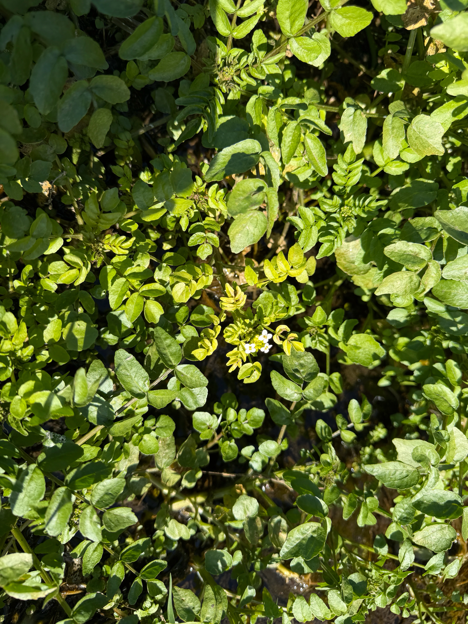 Nasturtium officinale