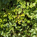 watercress