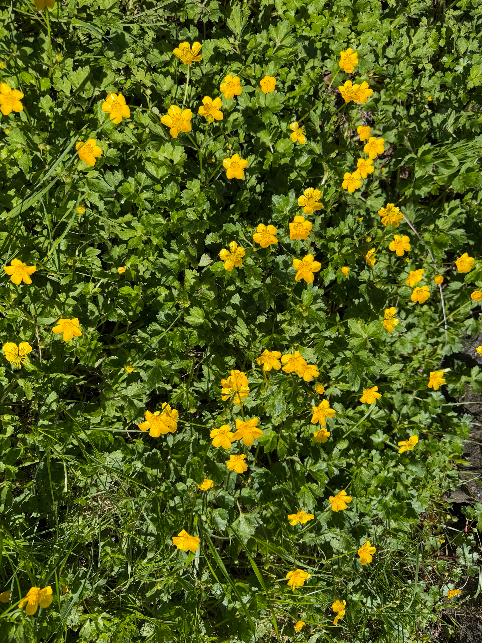 Ranunculus repens