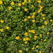 Creeping buttercup