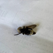 Mouse Bot Fly