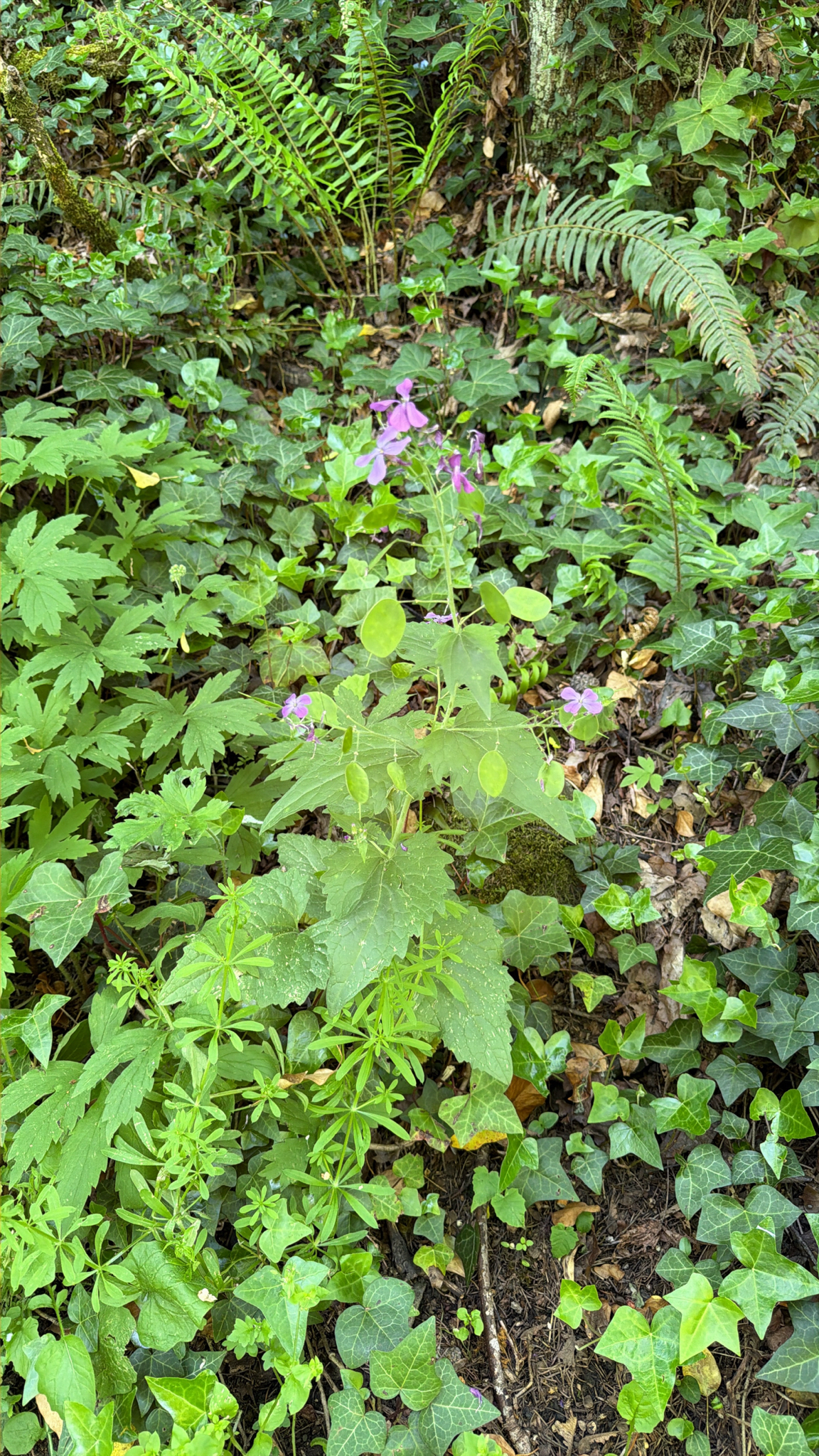 Lunaria annua