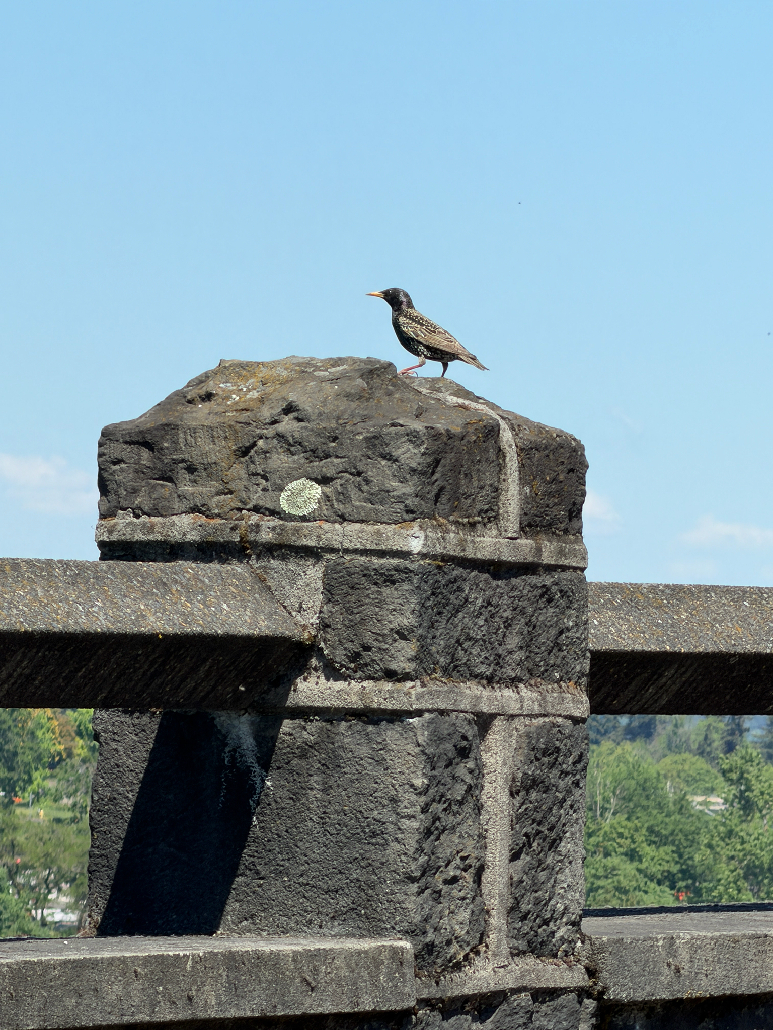 Sturnus vulgaris