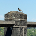 European Starling