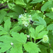 Pacific Waterleaf
