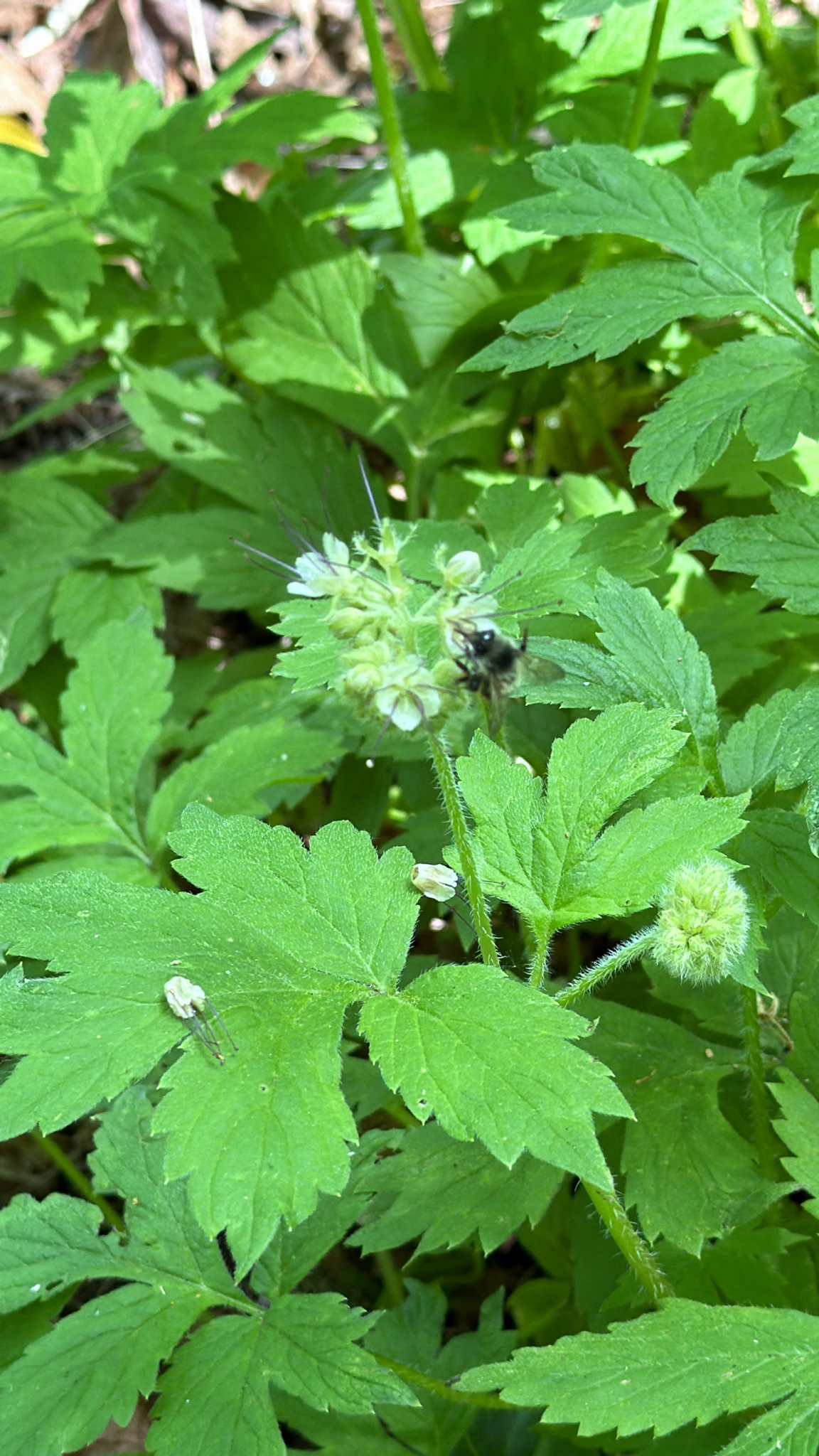 Bombus flavifrons
