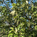 chokecherry
