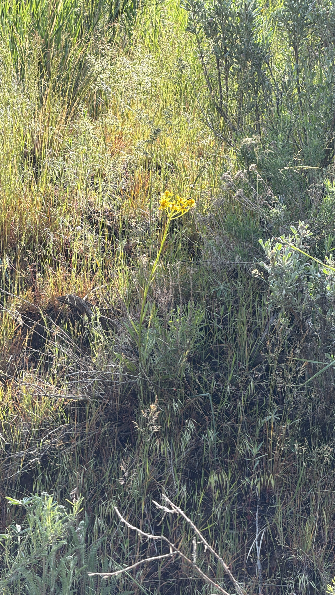 Senecio integerrimus