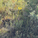 Tall western groundsel