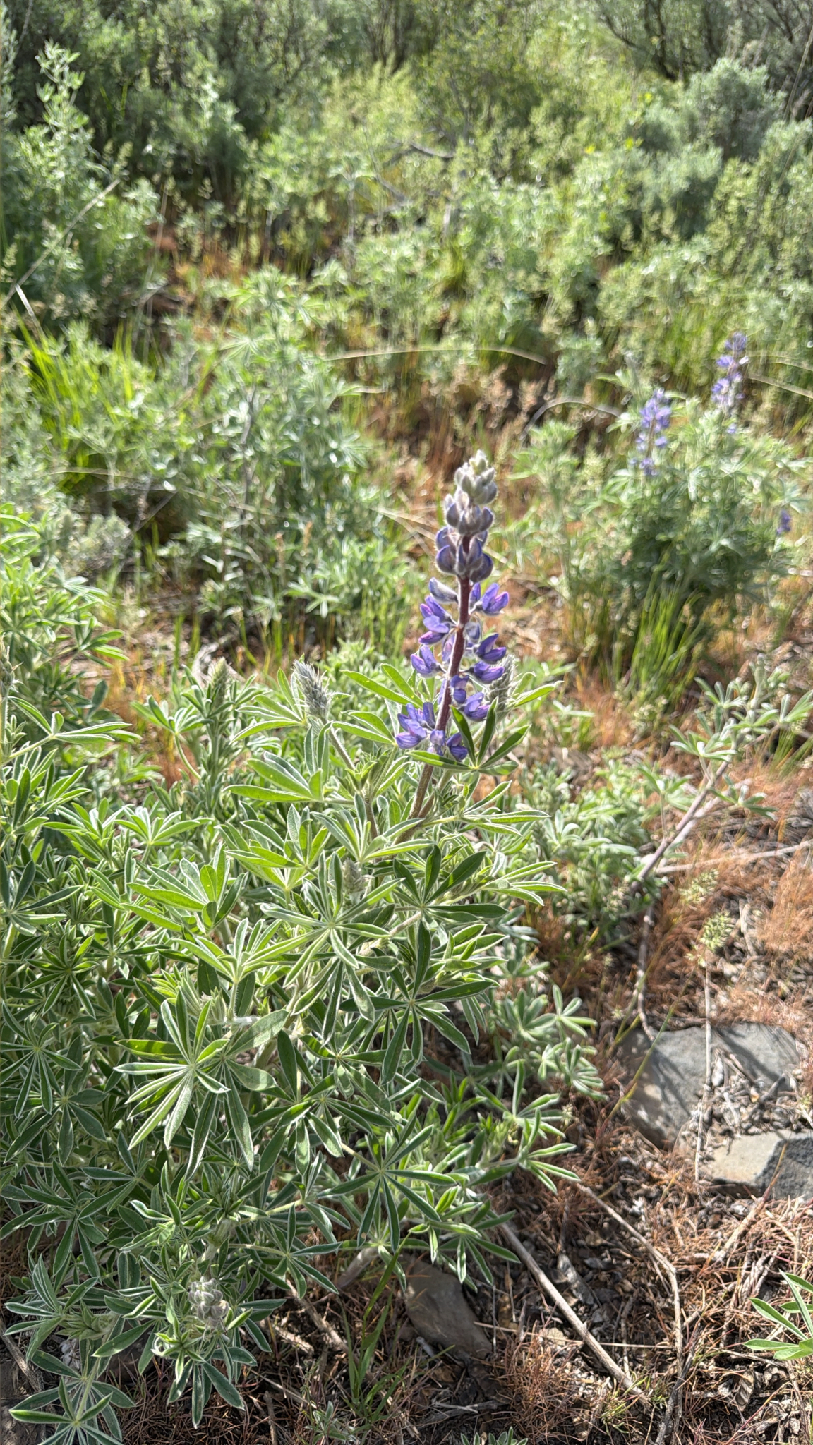 Lupinus sericeus