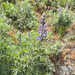 Silky Lupine