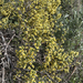 Antelope Bitterbrush