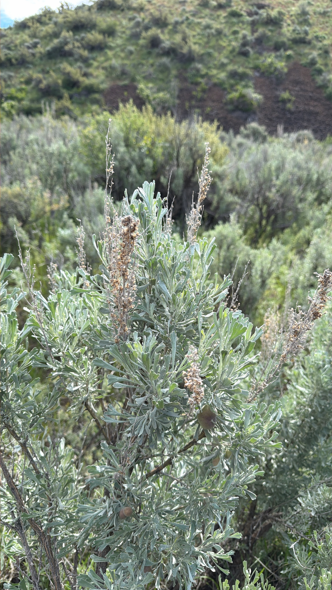 Artemisia tridentata