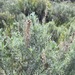 Big Sagebrush