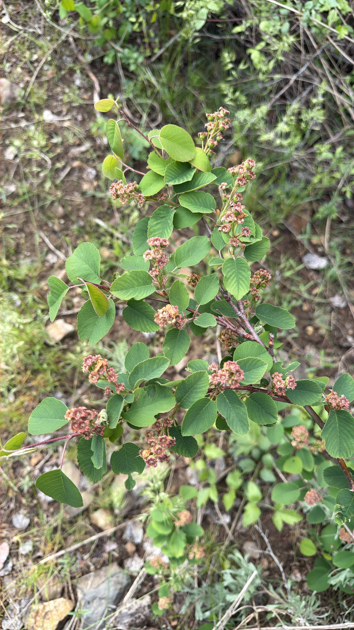 Amelanchier alnifolia