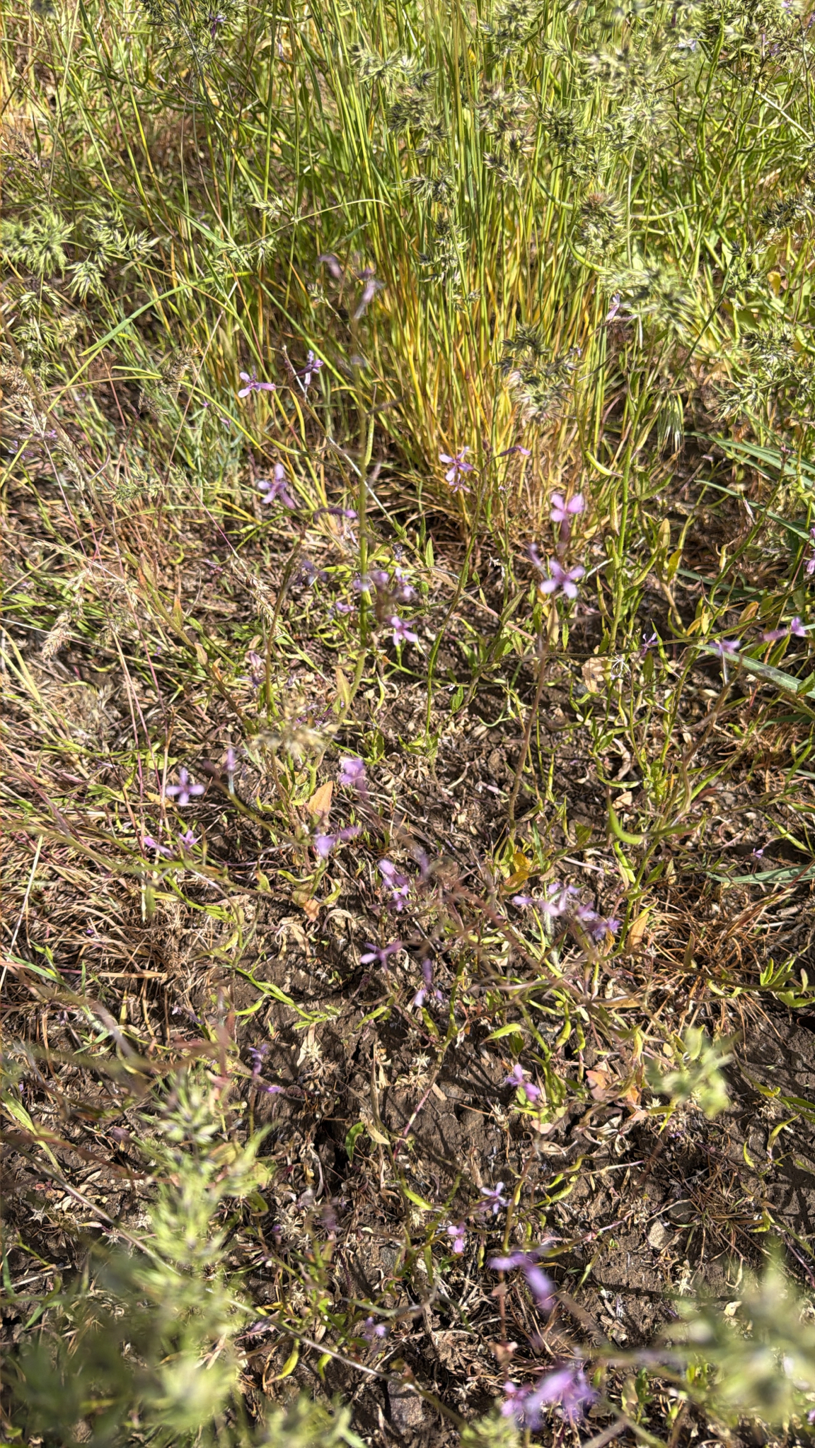 Chorispora tenella