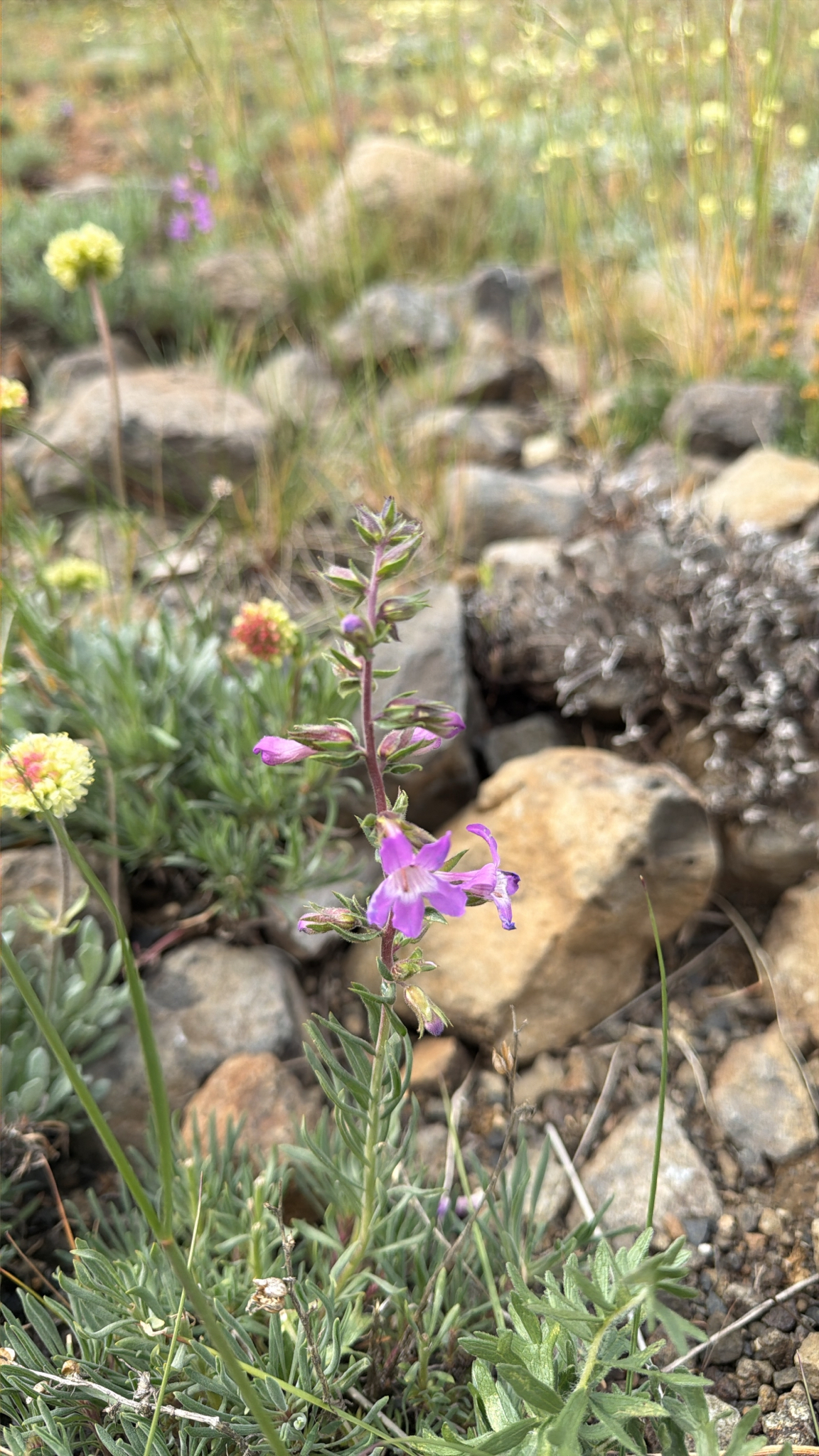 Penstemon gairdneri