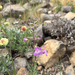 Gairdner's Beardtongue
