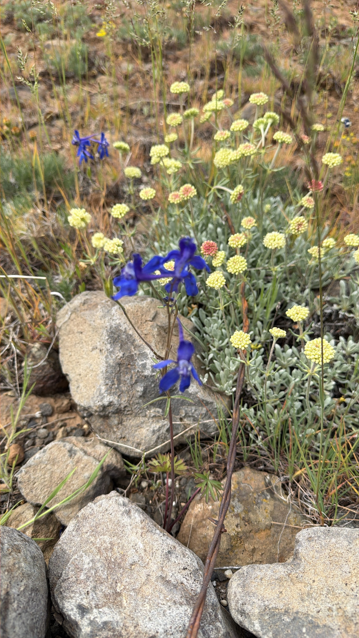 Delphinium nuttallianum